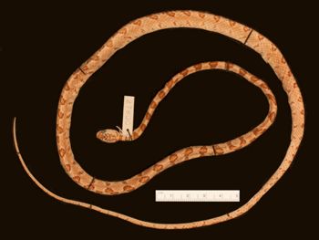 Media type: image;   Herpetology R-27800